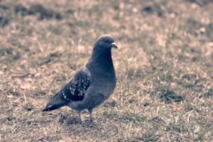 Carpet Beetles in Melbourne: How to Identify and Prevent Them Before They Spread