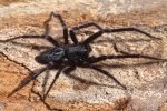 Black House Spiders