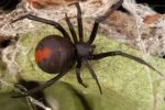 Female-redback