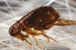 Fleas