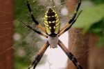 Garden Spiders