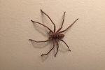 Huntsman Spider on White Wall