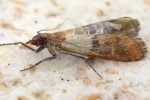 Pantry Moths