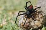 Redbackspider