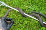 Snake-Removal-and-trapping