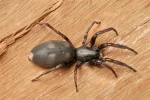 White-Tailed Spiders