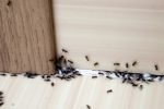 ant-colony