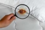 how-to-kill-bed-bugs