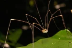 longlegs-order