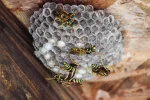 service-wasp-control