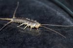 silverfish-pest-control-service