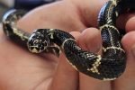 snake